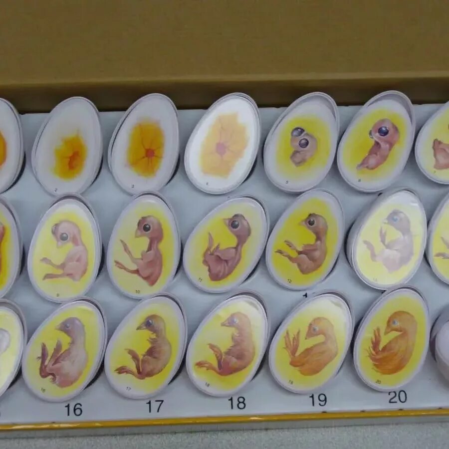 Фото яиц в инкубаторе по дням. Цыпленок овоскопирование яйца. Формирование зародыша в яйце. Стадии развития цыпленка в яйце. Зародыш цыпленка в яйце по дням.