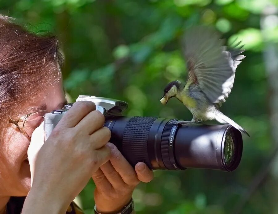 Наблюдая в кустах. Птица с фотоаппаратом. Фотографирование птиц. Фотограф птиц. Фотограф фотографирует птиц.