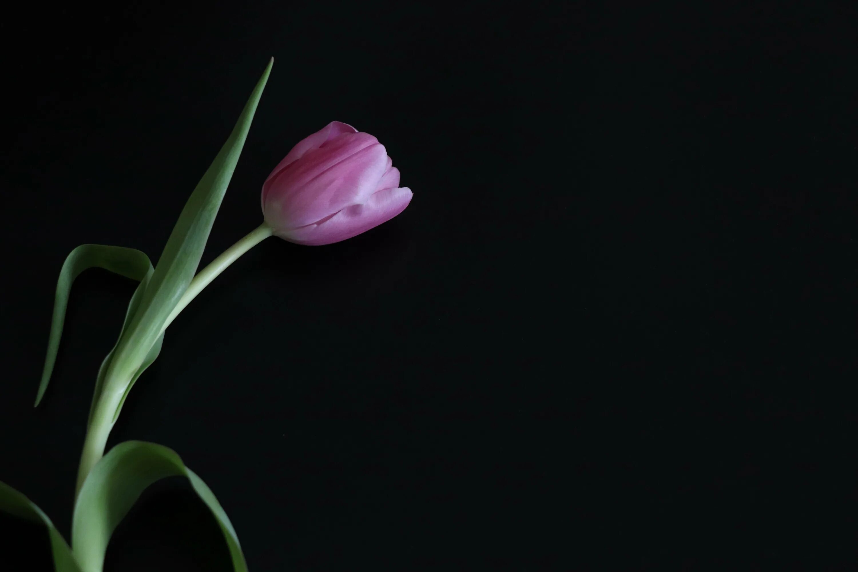 Тюльпаны минимализм. Тюльпаны на темном фоне. Тюльпаны на черном фоне. Черный тюльпан.