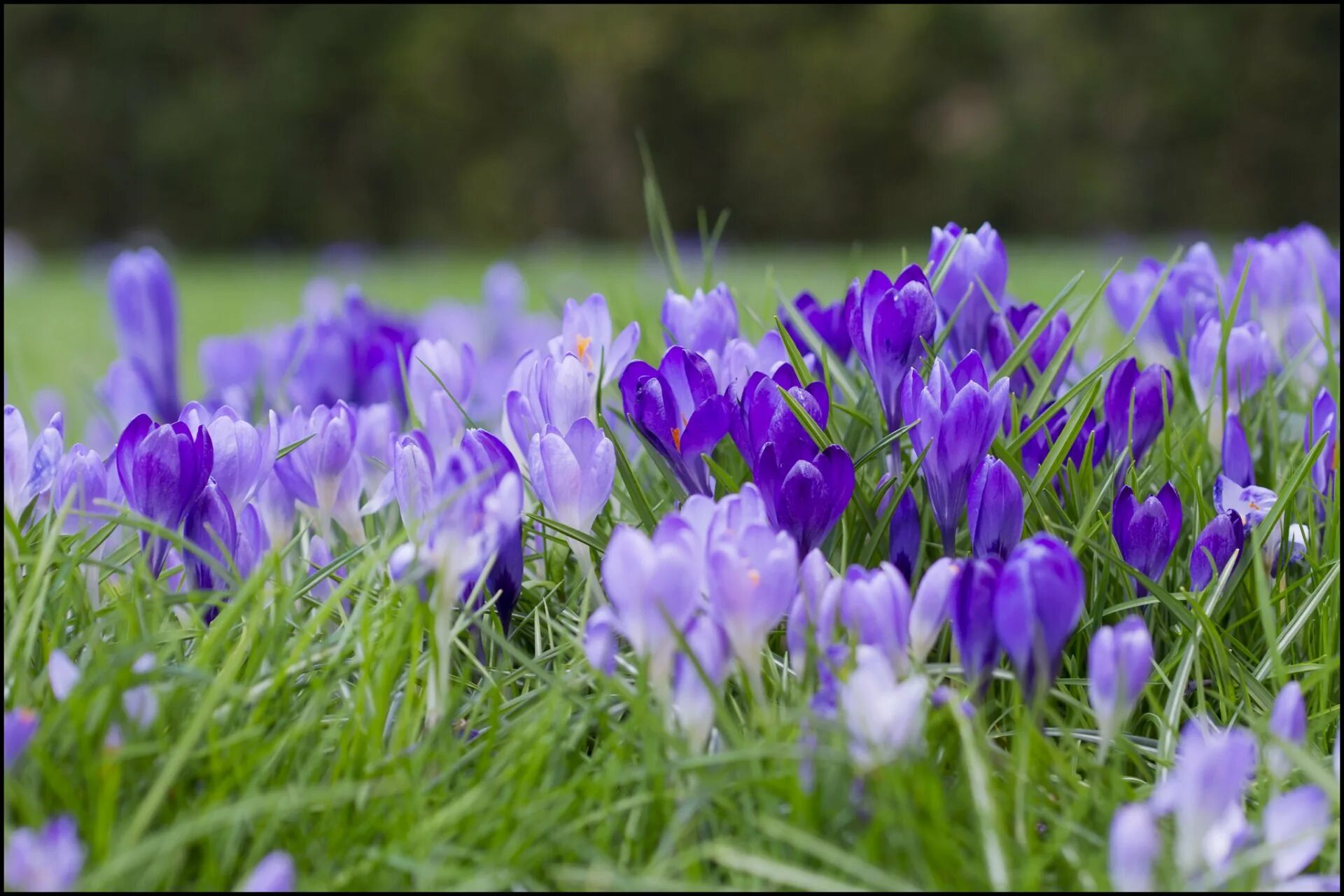 Цветы Крокус полевой. Пролески, подснежники, крокусы. Первоцвет колокольчик фиолетовый. Первоцветы голубые колокольчики.