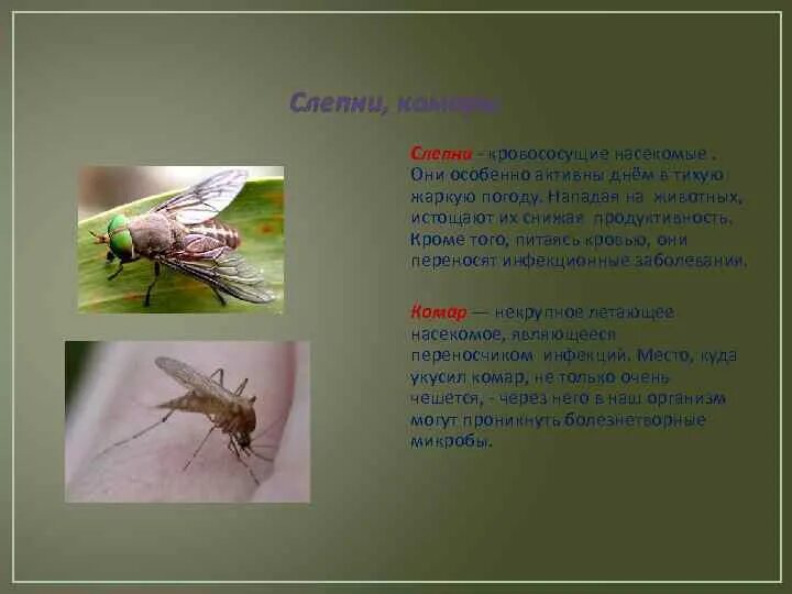 Насекомые незнакомы. Комары и слепни. слепни переносчики заболеваний. комары и слепни питаются. какие насекомые питаются комарами.
