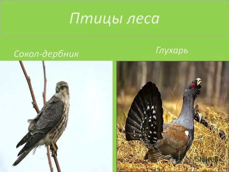 птицы в лесу с названиями. зона лесов птицы. птицы таежных лесов. птицы лесной зоны. птицы лесной зоны.