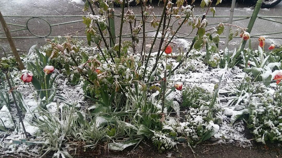 Апрельские заморозки. Заморозки в апреле. Заморозки на огороде. Цветы заморозки в саду в мае.