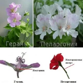 Чем отличается пеларгония