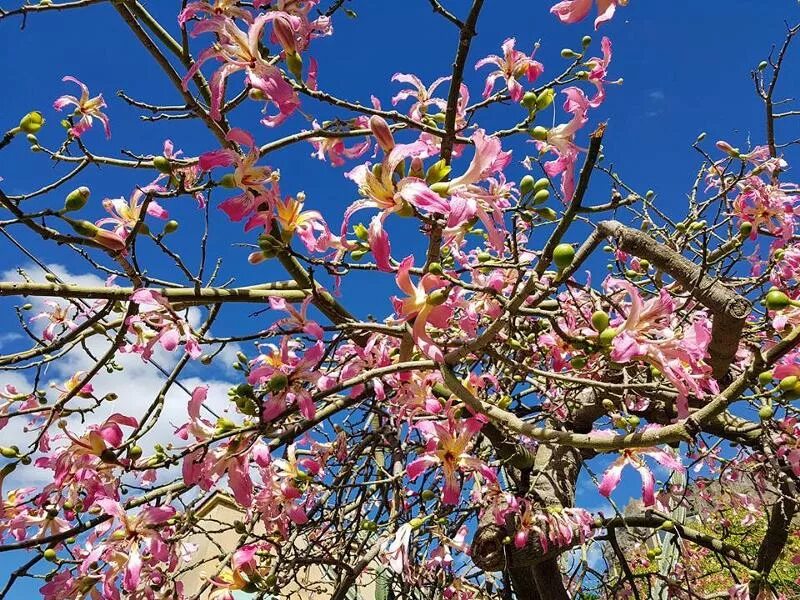 Какие растения сейчас цветут. Цветущие деревья на Сицилии. Что сейчас цветет деревья. Чудесное дерево. Дерево которое сейчас цветет розовыми цветами.