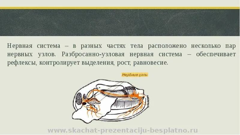 Имеет разбросанно узловую нервную систему. Разбросанно Узловая нервная. Узловая нервная система. Разбросно Узловая нервная система. Разбросанно Узловая нервная система у моллюсков.