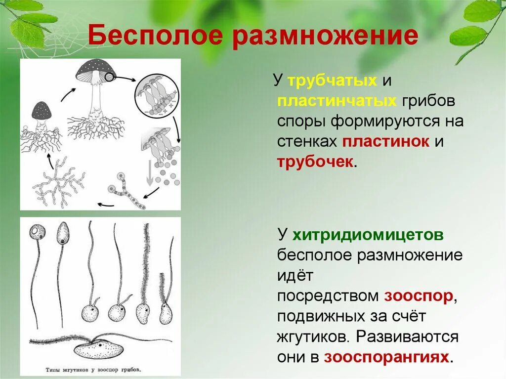 Бесполые споры грибов