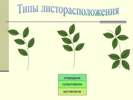 Ясень листорасположение