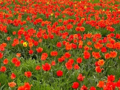 Линда Нигматулинаның эротикалық фотосуреттері