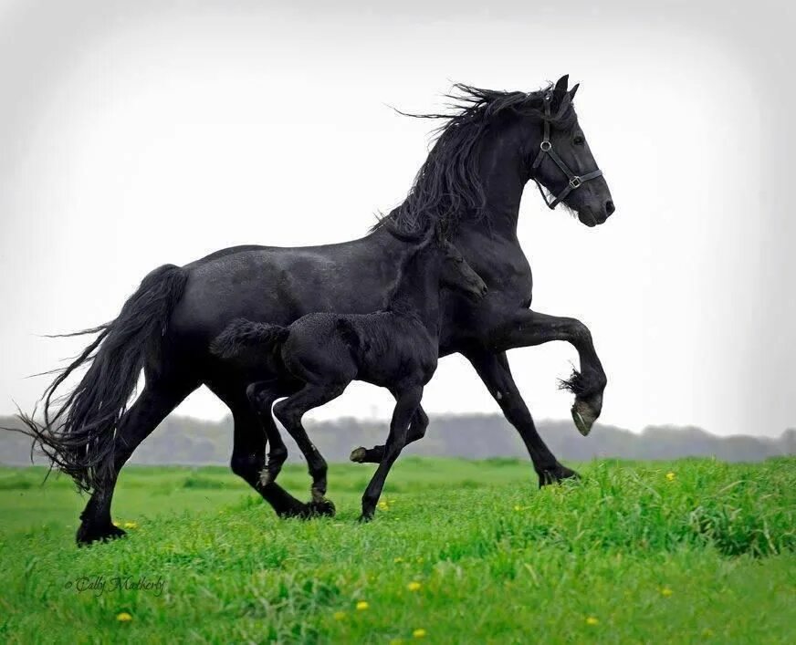 Картинку фриз. Фриз Фризская лошадь. Фризская лошадь черная Жемчужина. Фризская лошадь породы лошадей.