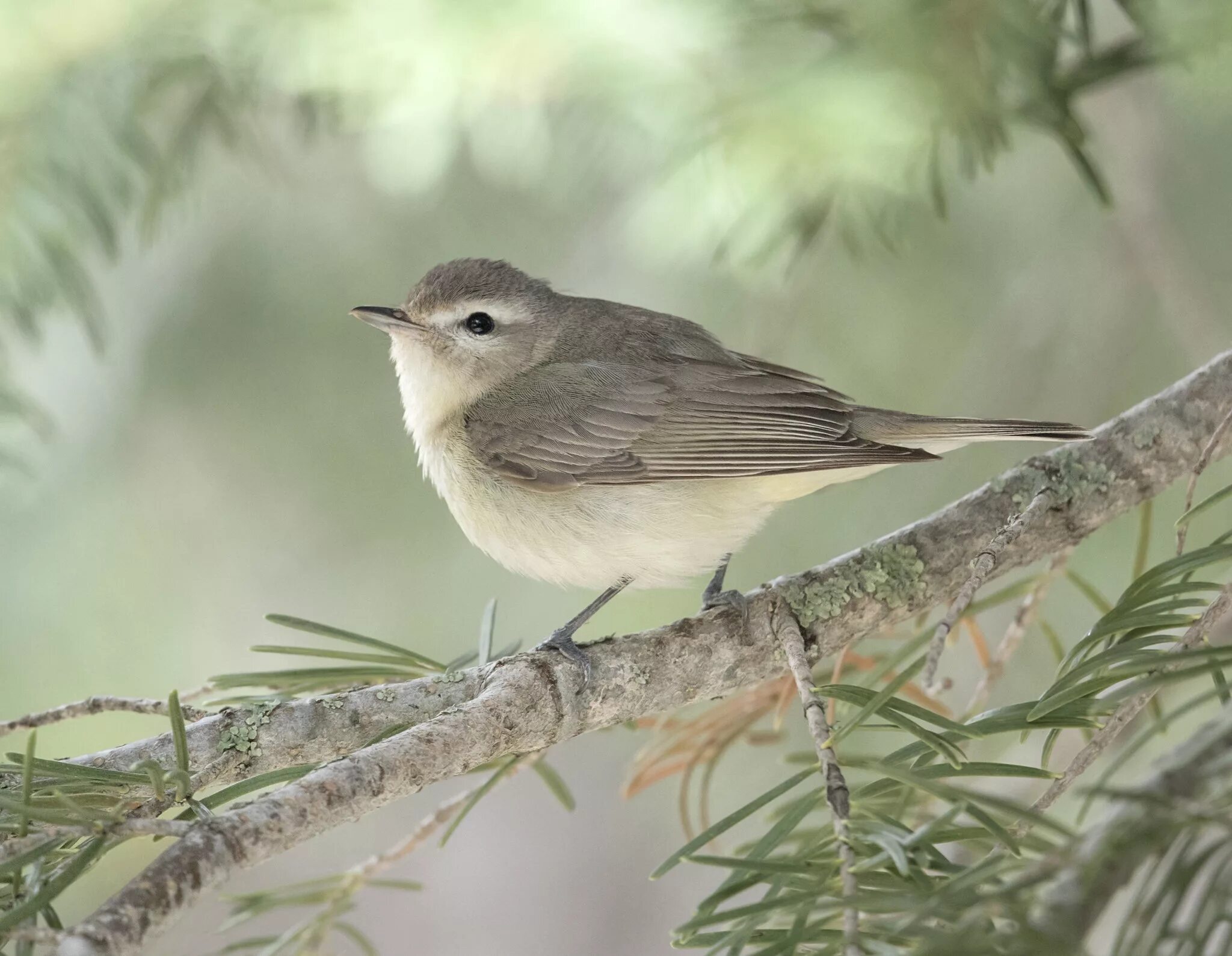 Сероголовый детские картинки. Сероголовый детские картинки. Песня сероголовый. Сероголовый. Описания сероголовый.