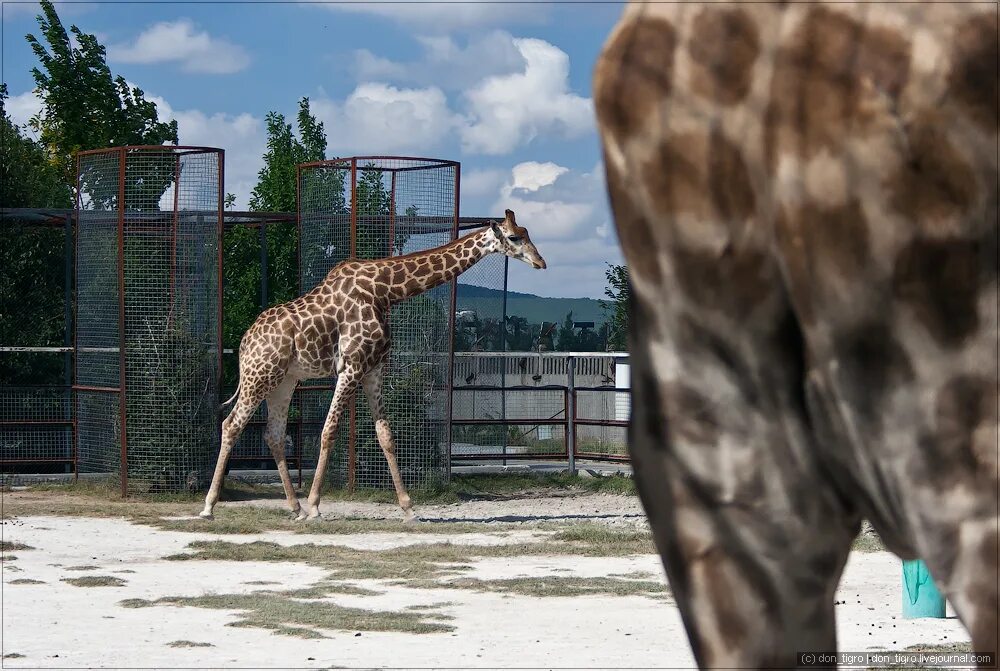 парк тайган крым. тайган собака. тайган режим работы. парк львов тайган тигр. тайган режим работы.