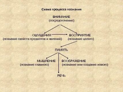 Этапы и формы познания