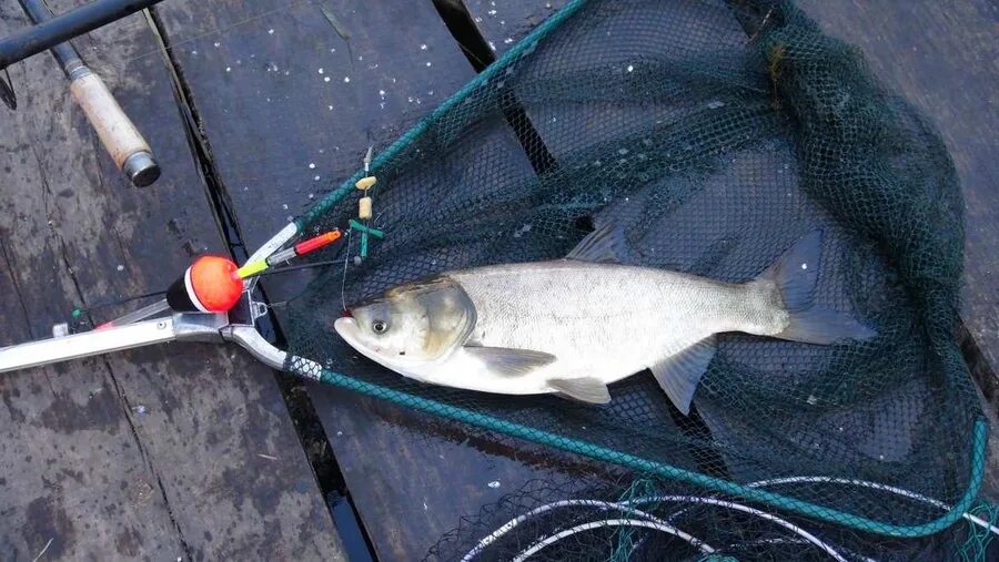 Ловля толстолобика на технопланктон. Технопланктон Silver Carp. Ловля толстолобика. Ловля толстолоба. Рыбалка на толстолобика на технопланктон.