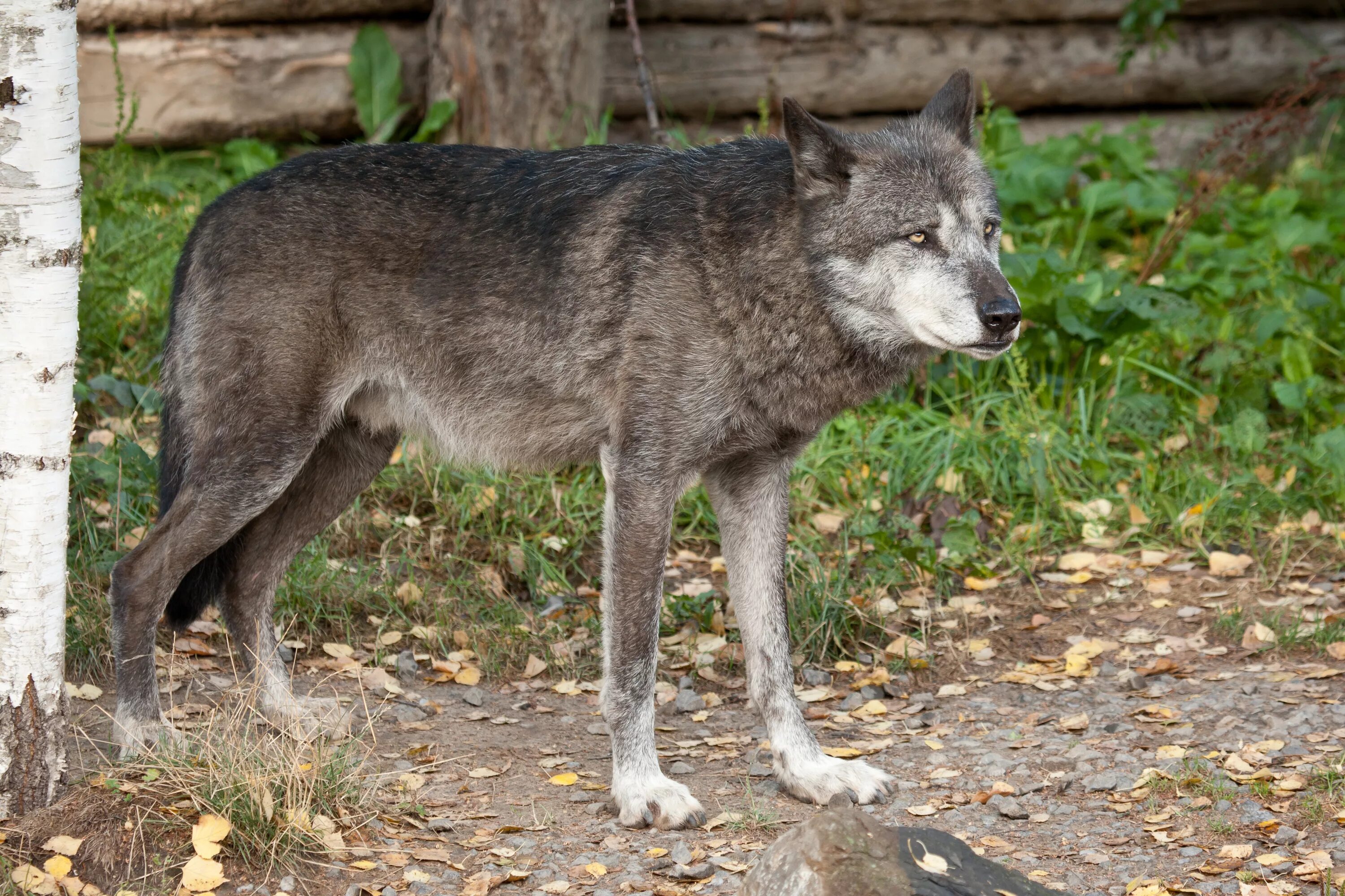 Макензийский волк. Макензийский Равнинный волк черный. «Серый волк» (Сары Буре). Макензийский Тундровый волк.