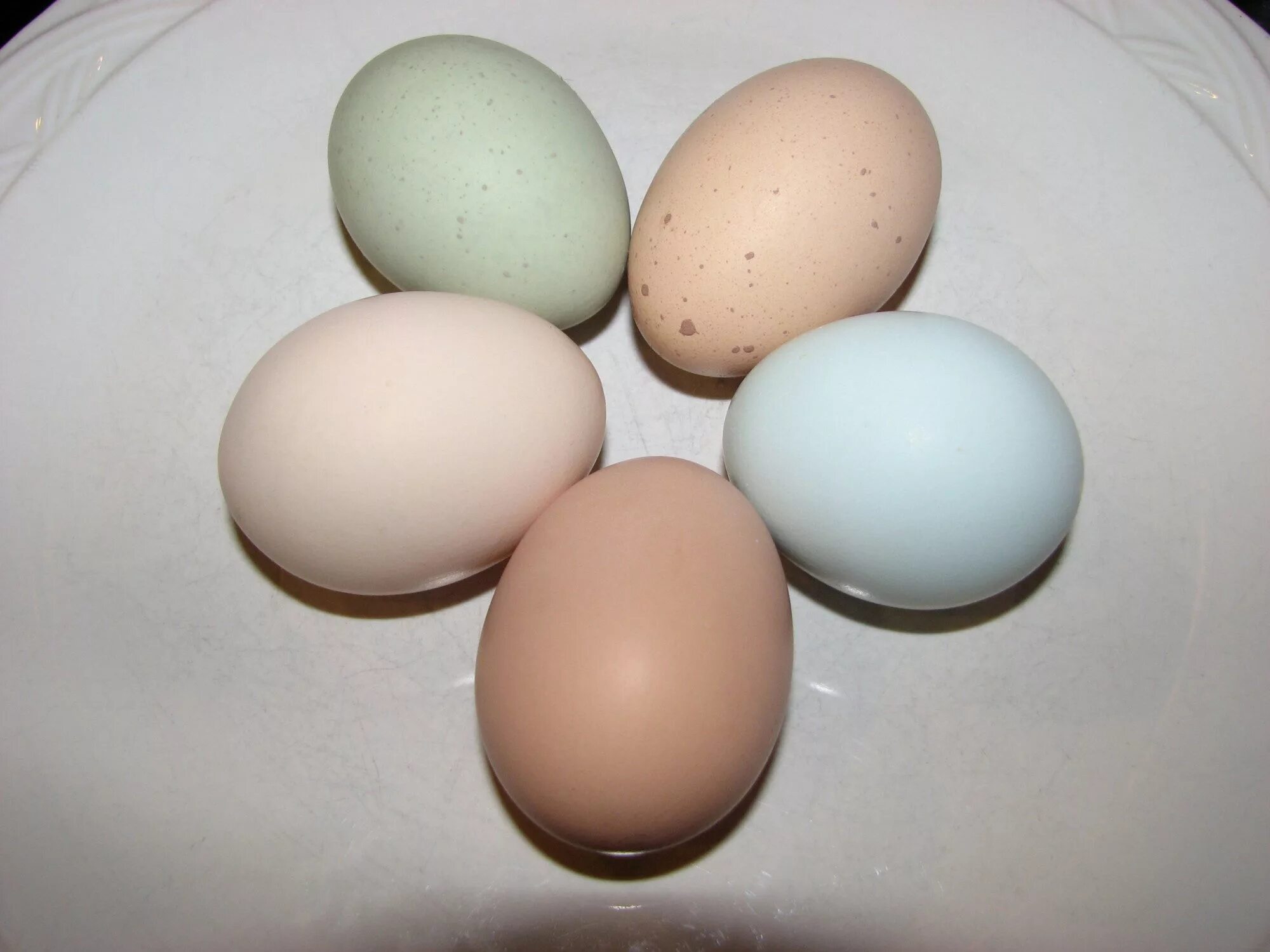Куплю инкубационное яйцо кур породы. Легбар яйцо. Куры Легбар яйца. Яйцо Легбар инкубационное. Легбар порода кур яйца.