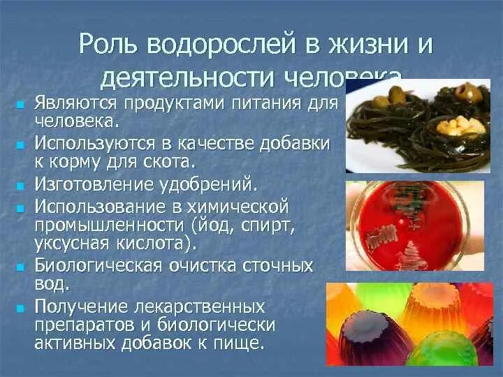 Сообщение о значении водорослей