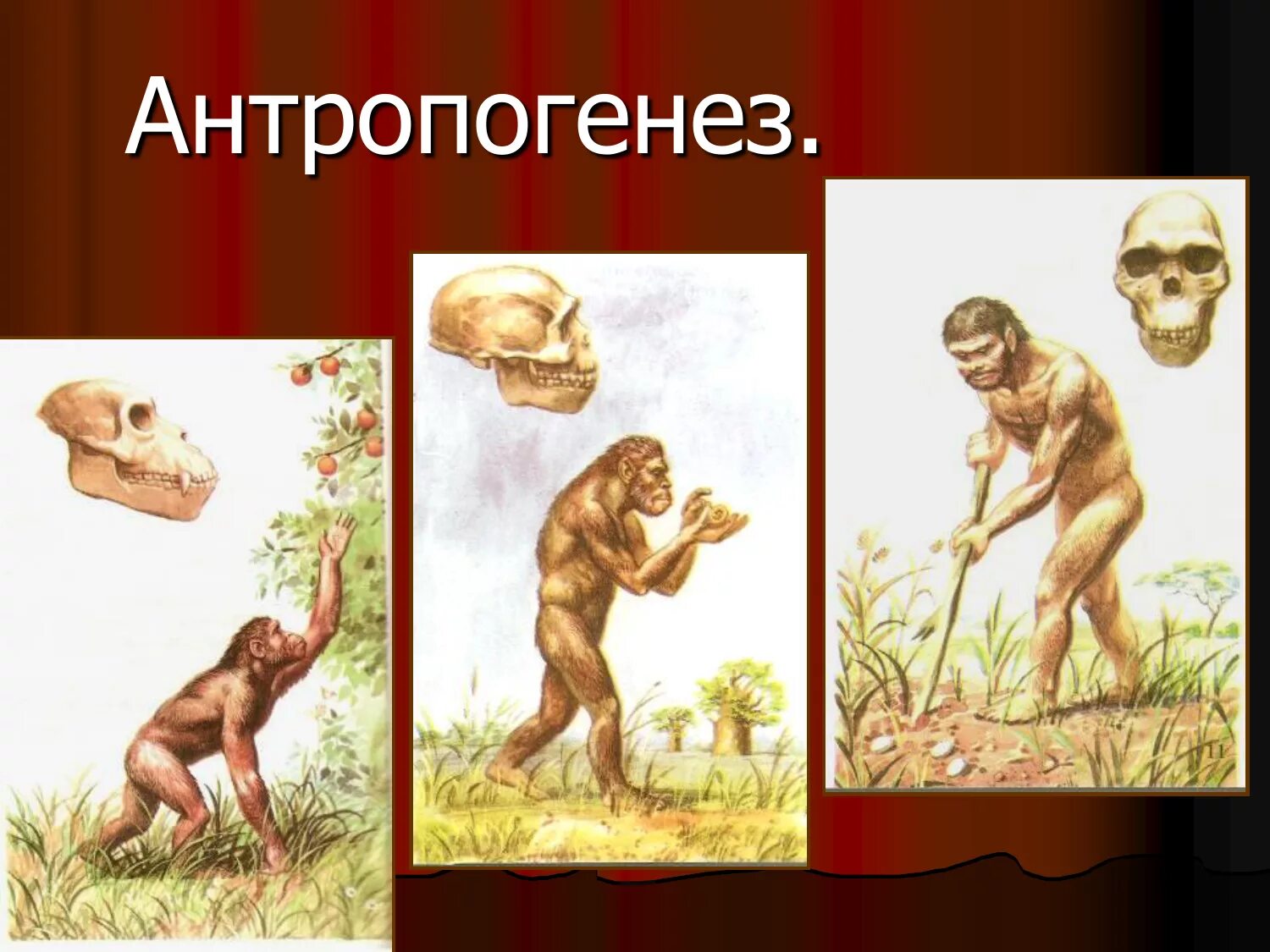 Эволюционное происхождение человека презентация. Эволюция антропогенеза. Антропогенез человека. Происхождение человека. Происхождение и Эволюция человека Антропогенез.