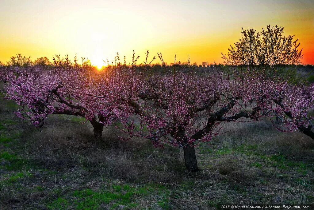 Что цветет в крыму розовым цветом. Цветение миндаля в Крыму. Крым весной. Цветущий Крым весной.