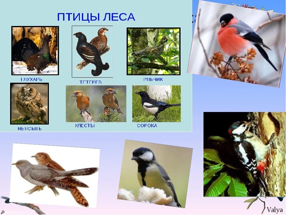 Название группы птиц. Экологические группы птиц Лесные птицы. Птицы леса представители. Экологическая группа птицы леса. Птицы леса для детей.