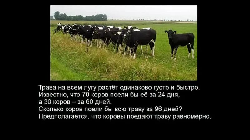 Коров луг сколько