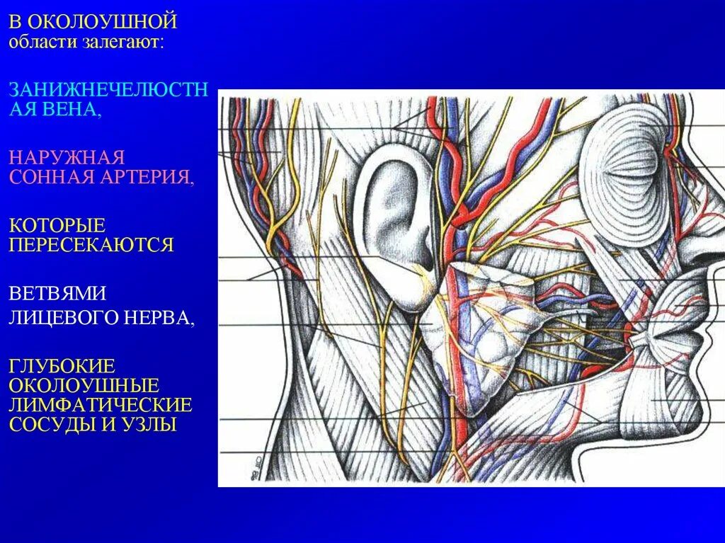 Околоушно-жевательная область сосуды. Околоушно жевательная область сосуды и нервы. Кровоснабжение околоушной жевательной области. Околоушная железа топографическая анатомия. Околоушная железа нерв