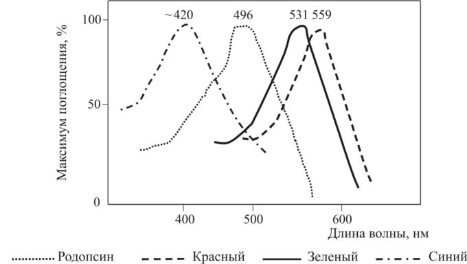 Пигмент йодопсин. Спектр поглощения родопсина. Родопсин и йодопсин. Спектры поглощения родопсина и иодопсинов. Схема поглощения родопсина.