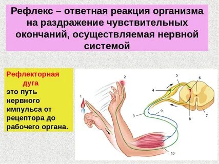 Двигательные нейроны передают нервные