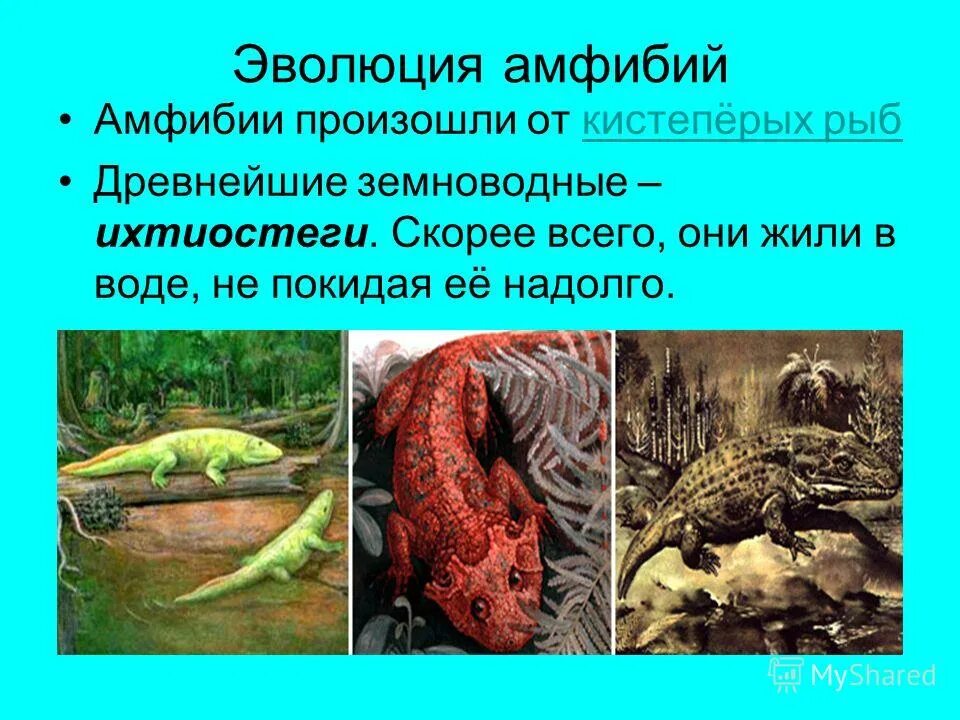 прявленип земноводных. земноводные животные характеристика. земноводные происходят от кистеперых. рыбы земноводные пресмыкающиеся. земноводные произошли от.