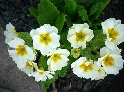 Примула описание сорта