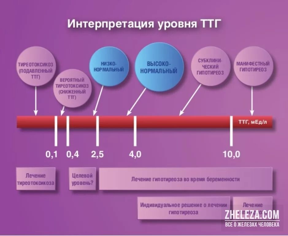 Уровень ТТГ. Интерпретация уровня ТТГ. Целевые уровни ТТГ. Низкий ТТГ при нормальном беременности. Что дает четыре свободный