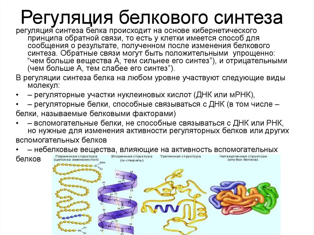 Синтез белковых молекул происходит. Регуляция синтеза белков. Механизм регуляции синтеза белка. Процесс регуляции биосинтеза белка.