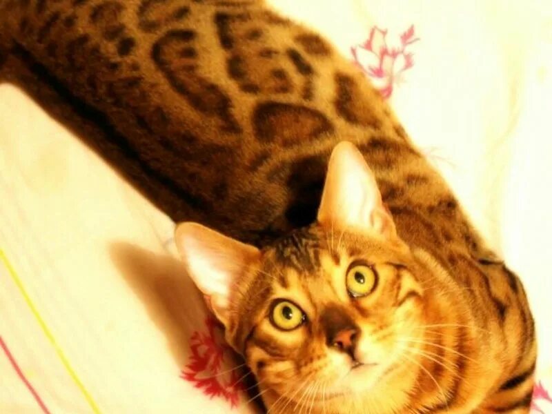бенгальский кот вязка
