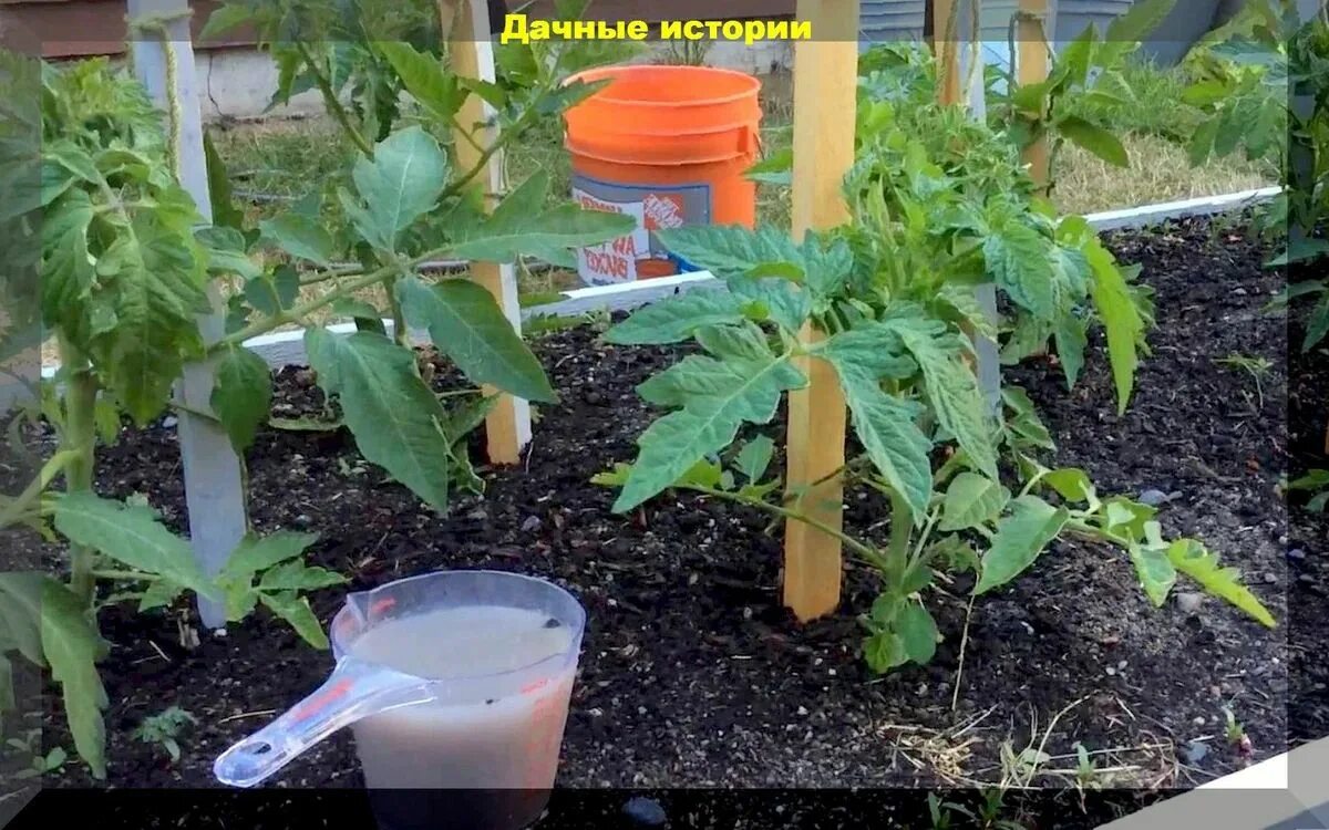 Можно ли полить рассаду селитрой. Помидоры в огороде. Удобрение для томатов. Подкармливание рассады томатов. Политые рассады томатов в огороде.