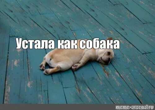 Мемы про усталость. Уставшая собака. Устала мемы. Мемы уставший.