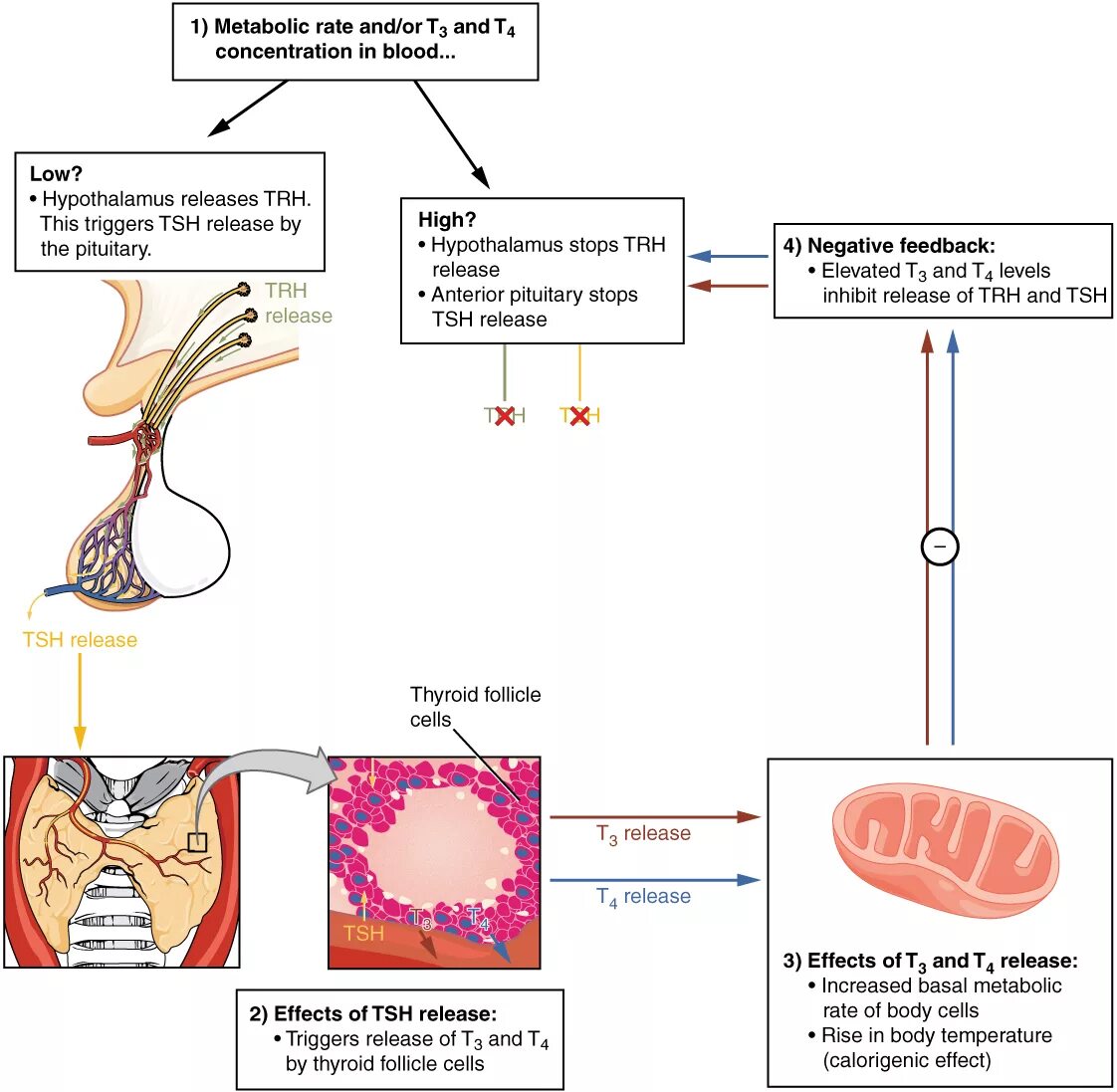 Cell effect. Thyroid Gland Hormones. Regulation гормоны. Thyroid Gland Regulation. Thyroid-stimulating Hormone.