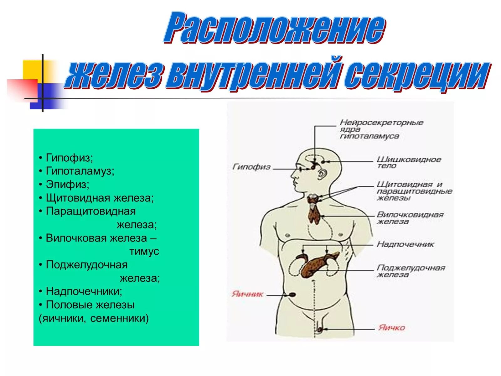 Железы внутренней секреции. 1) Гипофиз. Железы и гормон таблица эпифиз паращитовидные железы тимус половые. Железа внешней секреции гиперфункция. Расположение желёз внутренней секреции.