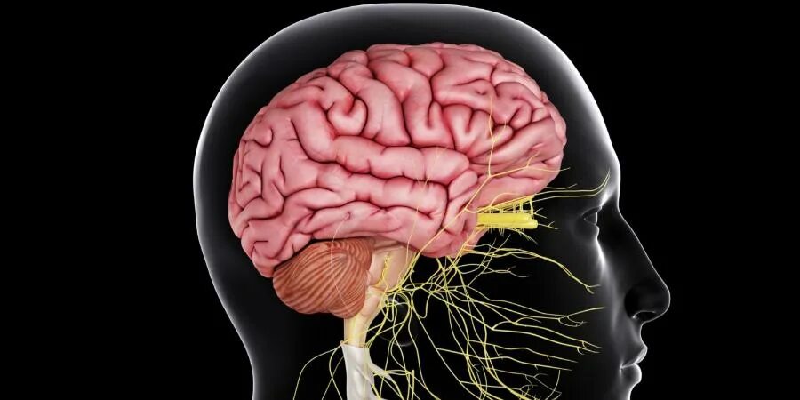 Все проходит через мозг. Головной мозг. Мозг в голове. Картинка головного мозга человека. Головной мозг картинка.