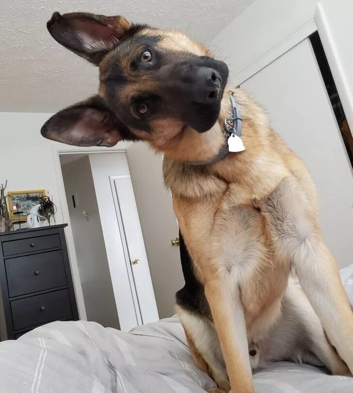 Веселая собака. Позитивные фото. Приколы с собаками. Забавные ситуации с животными. Веселый котик.