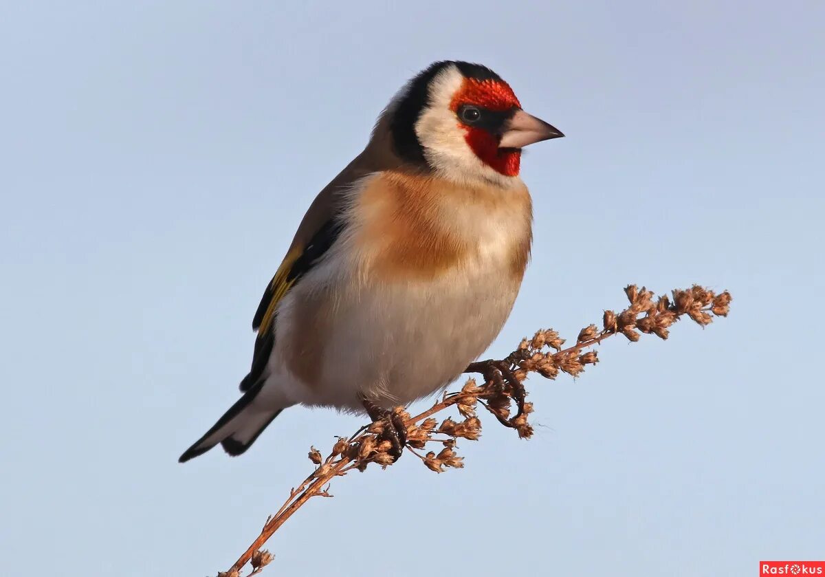 Щегол самец. Как отличить самку щегла. Щегол птица самка. Щегол отличие самца от самки. Как отличить самку щегла.