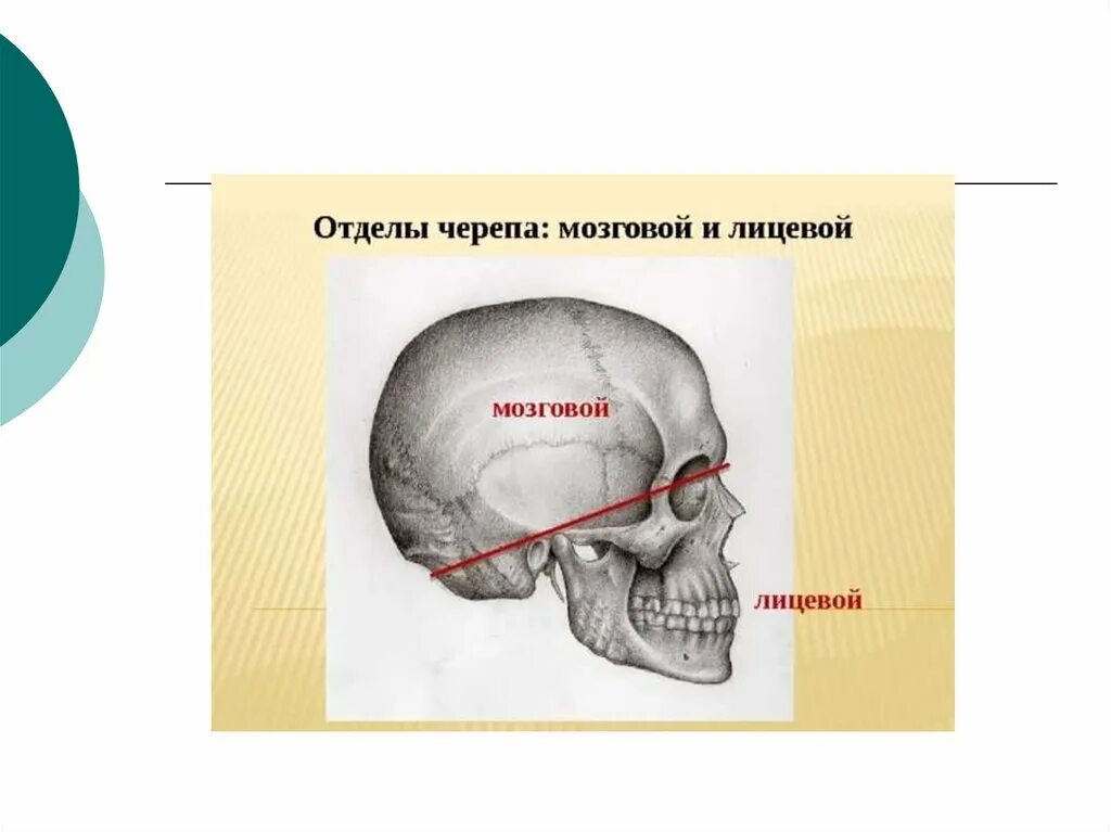 Граница мозгового и лицевого отделов черепа. Границы мозгового отдела черепа. Граница между отделами черепа. Граница между мозговым и лицевым отделом черепа.