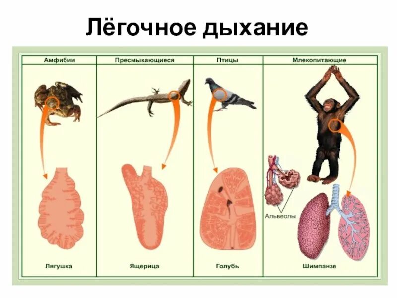 Органы дыхательной системы животных. Строение дыхательной системы биология 6 класс. Легочное дыхание. Дыхательные органы у животного. У кита альвеолярные легкие