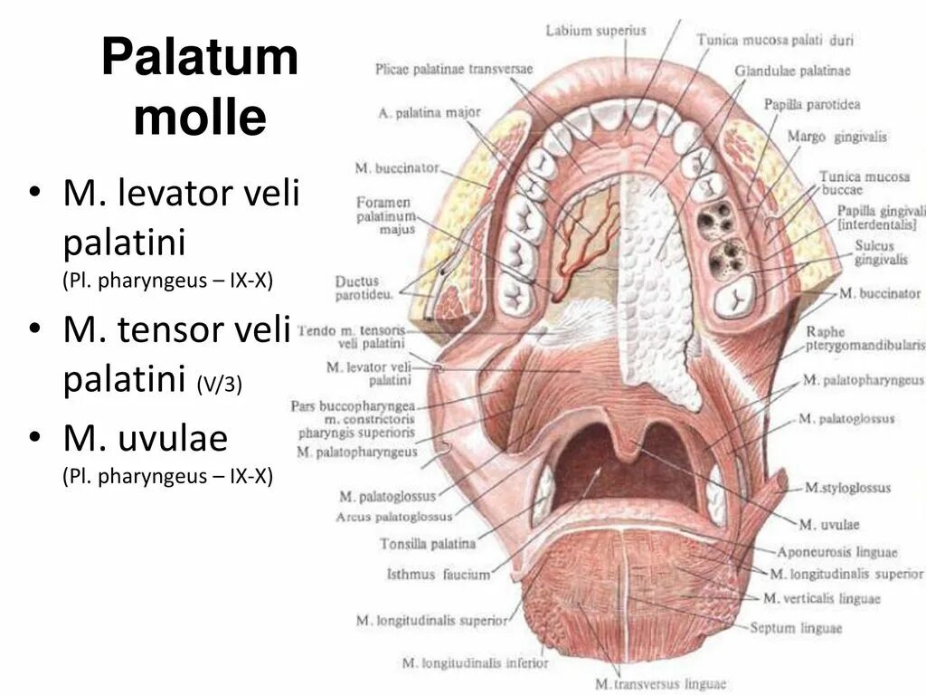 Твердое небо полости рта. Ротовая полость анатомия Синельников. Строение ротовой полости анатомия латынь. Строение ротовой полости и зева. Мышцы мягкого неба (Palatum Molle):.