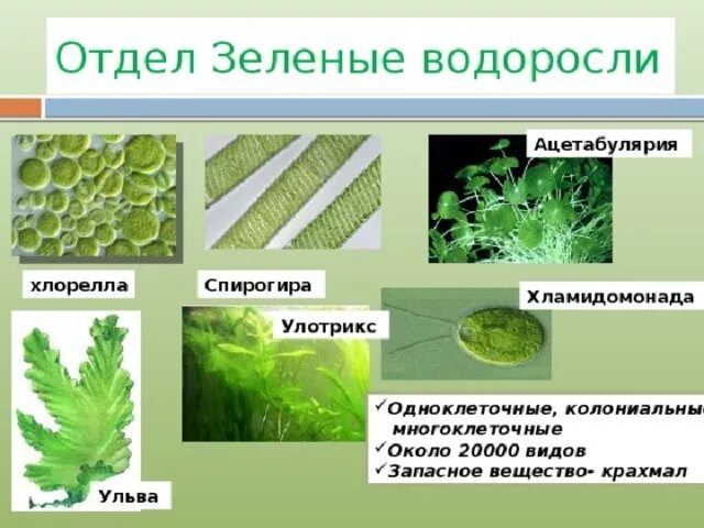 Три примера низших растений. Chlorophyta отдел зелёные водоросли. Одноклеточные и многоклеточные хлорелла улотрикс. Представители зелёных многоклеточных водоросле2й. Многоклеточные водоросли ламинария.