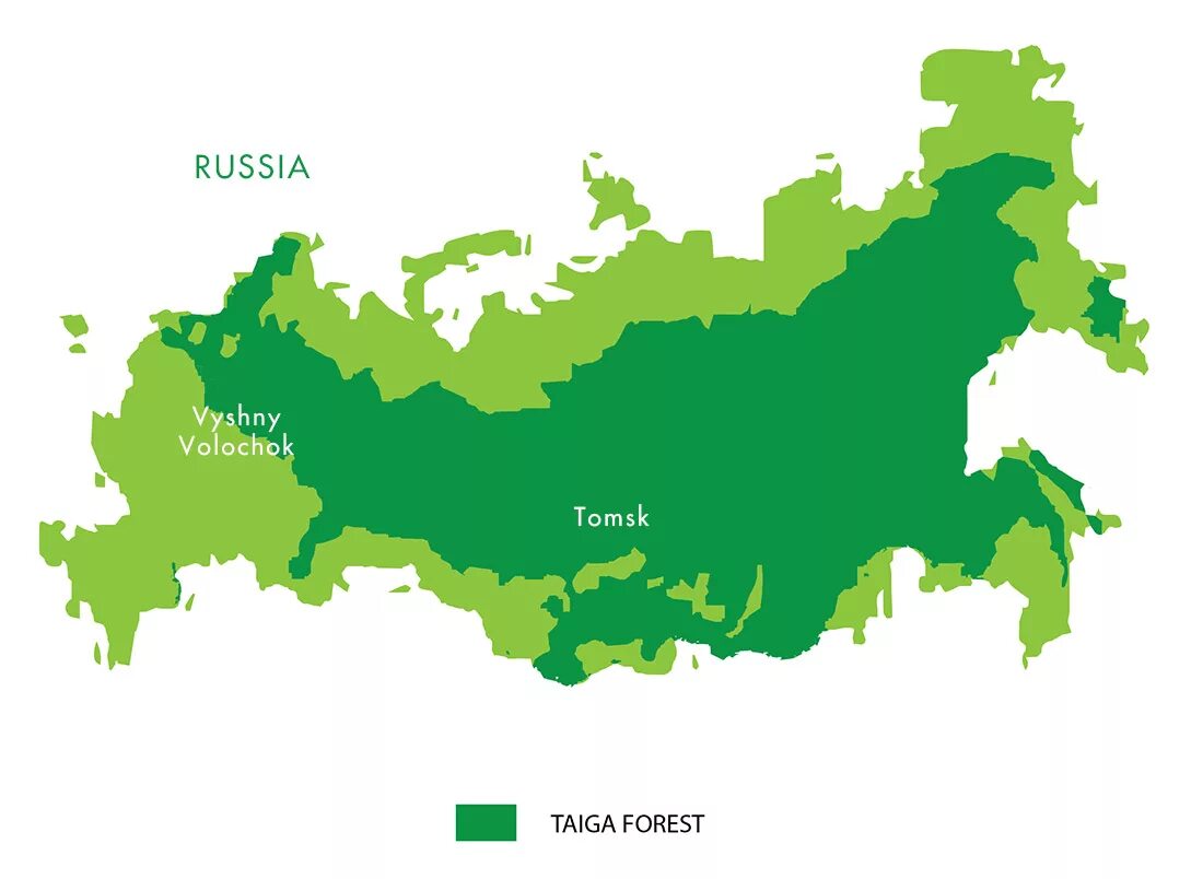 Географическое положение тайги в России на карте. Тайга в Сибири на карте. Зона тайги на карте России. Территория тайги на карте России.