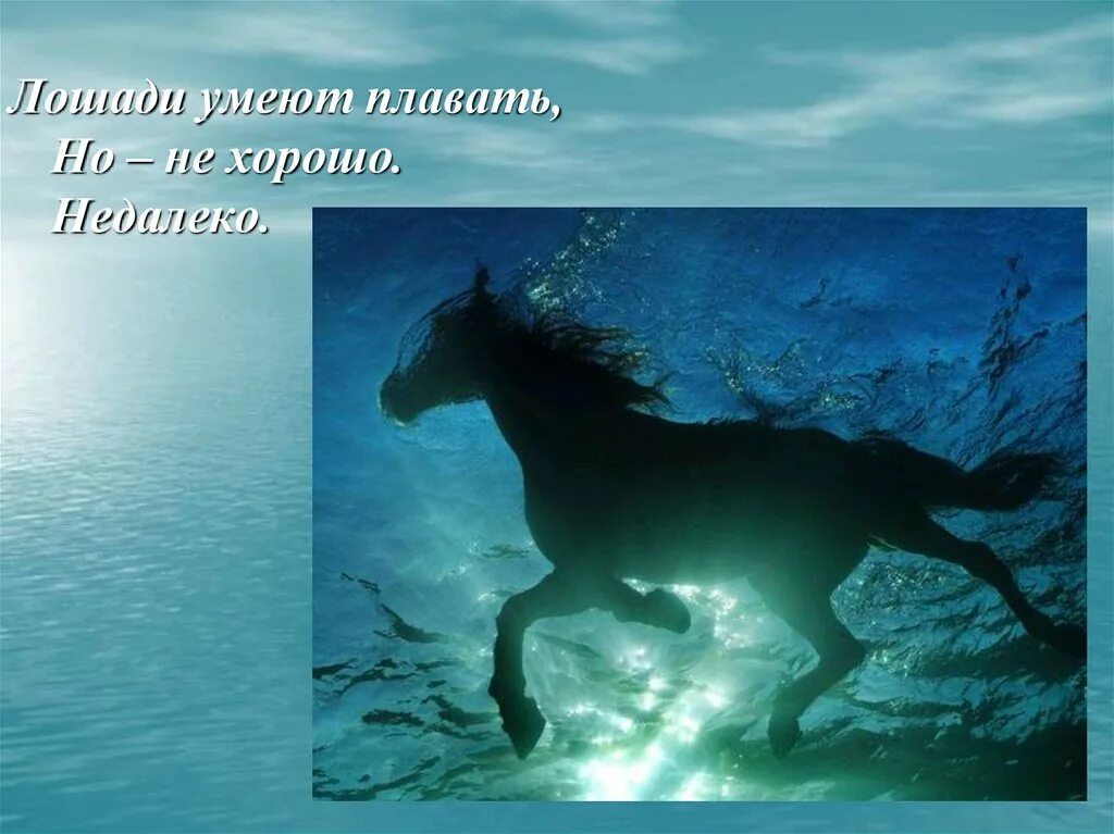 Лошади умеют плавать. Лошади в океане. Слуцкий лошади в океане. Лошадь плывет. Слуцкий лошади в океане текст