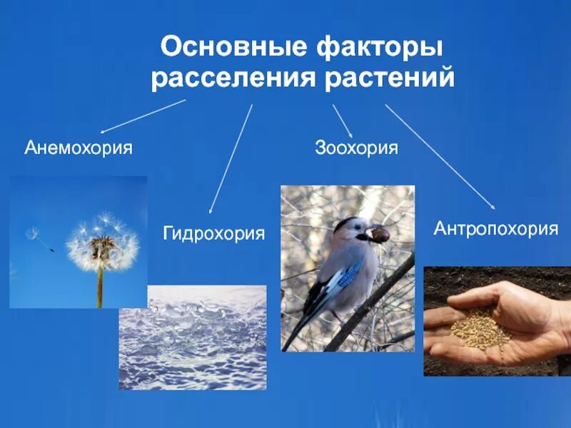 Гидрохория это в биологии. Способы расселения растений. зоохория. анемохория и гидрохория. зоохория анемохория.