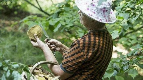 Женщина собирающая грибы