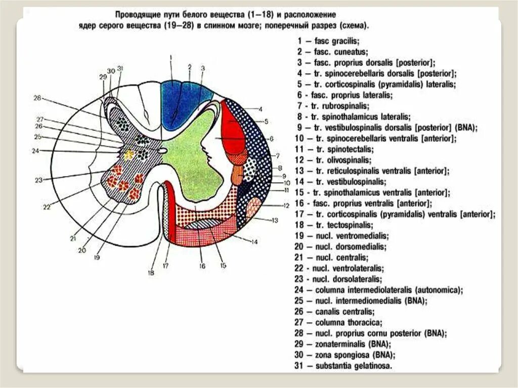 Местоположение проводящий. Поперечный срез спинного мозга проводящие пути. Строение серого вещества спинного мозга анатомия. Схема поперечного среза спинного мозга. Схема проводящих путей спинного мозга.