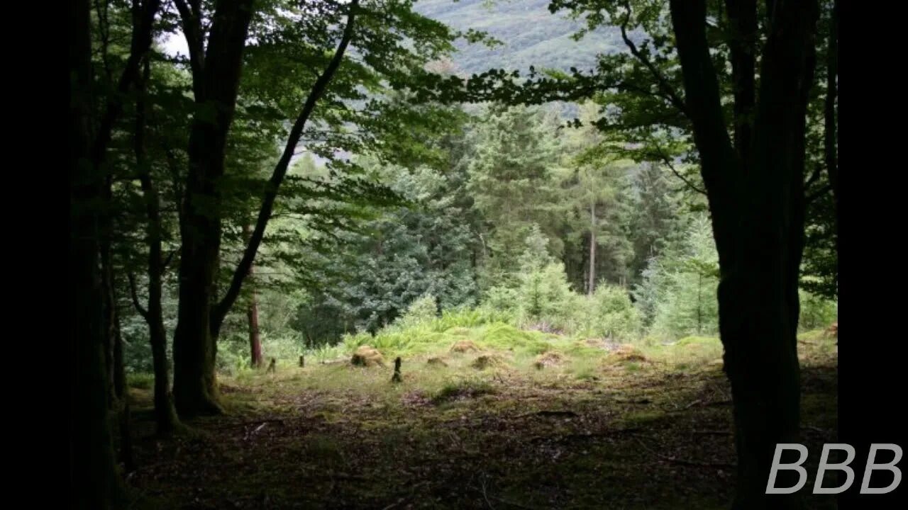 Forest clearing. Сказочный лес в окружении Лосиного острова.